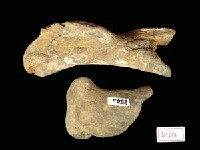 藏品(鹿肱骨)的圖片